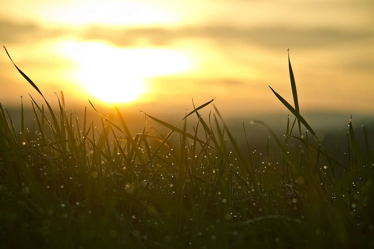 Grass, sunrise, sun — Euro Cupid Connects You with European Singles for Meaningful Relationships