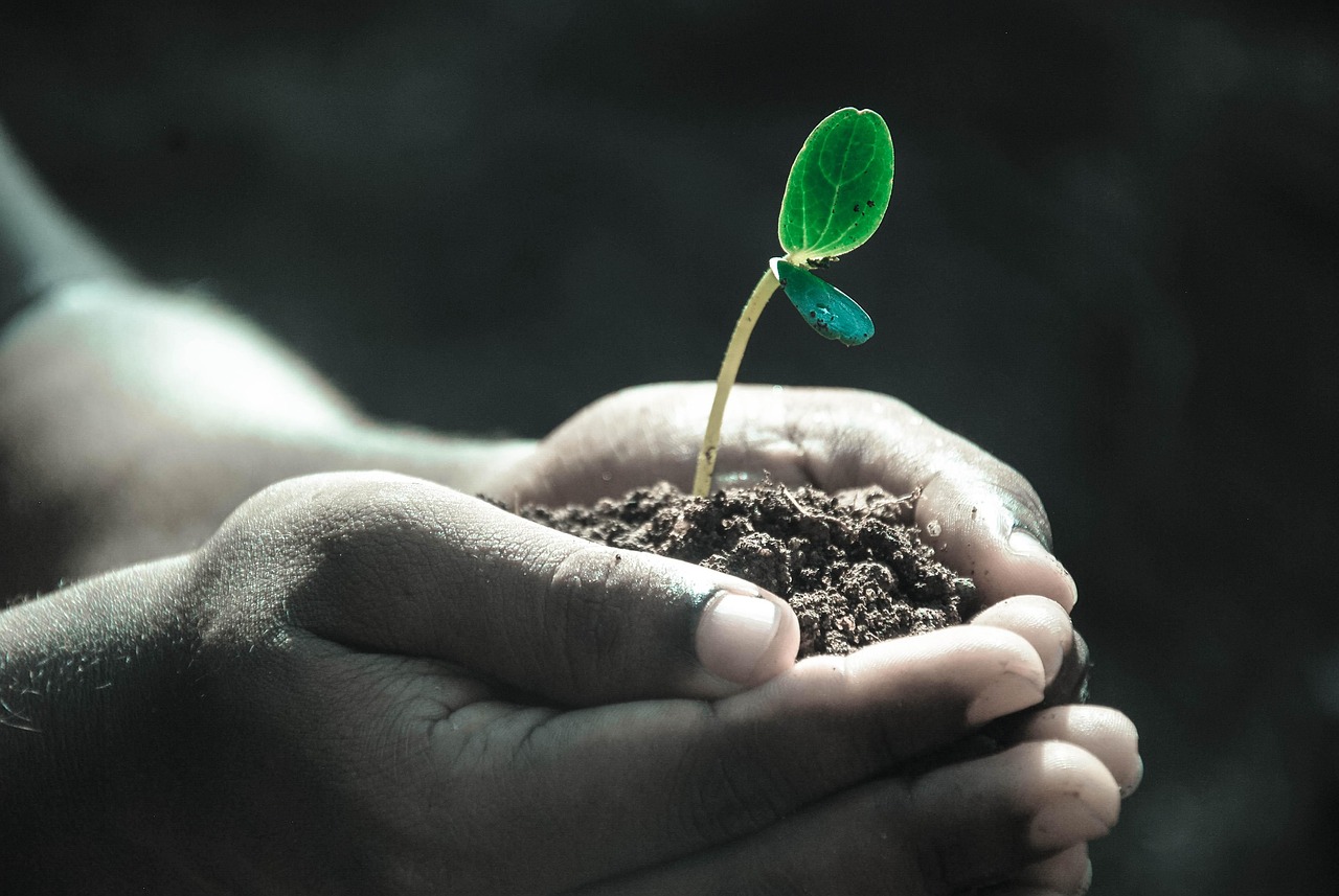Hands, macro, plant — Experience Seamless Crypto Transactions with Ledger Live