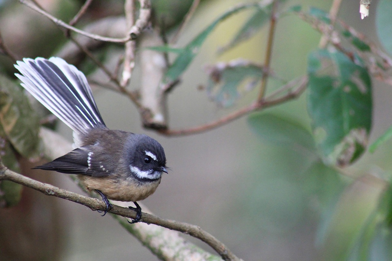 New zealand, native, bird — Harnessing Bscscan for Smart Investment Decisions
